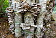 Growing mushrooms in the garden: 3 techniques