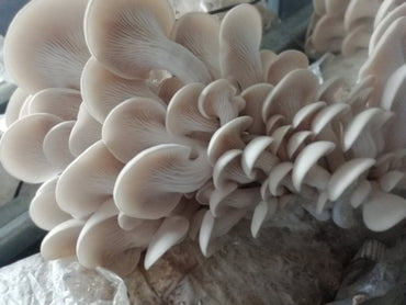 Les Pleurotes : Un Champignon Incontournable aux Multiples Vertus