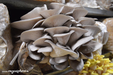 L'Importance de Consommer des Champignons Certifiés Bio