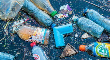 Les Champignons Mangeurs de Plastique