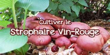 Comment cultiver le Strophaire au jardin?