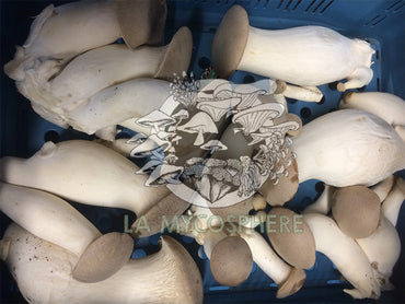 Vlog Semaine 2: Les Eryngiis (Vidéo)