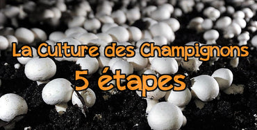 Mushroom Cultivation in 5 Major Steps