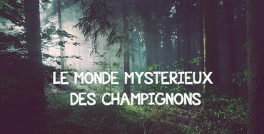 Le Monde Fascinant des Champignons : Comprendre leur Cycle de Vie