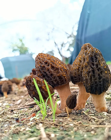 The Morel Mushroom Cultivation - The Complete Guide