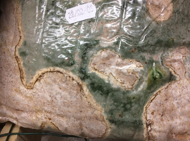 Le Trichoderma : Allié ou Ennemi ? Comprendre son Rôle en Myciculture et Agriculture