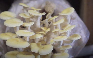 Vlog week 45: Oyster mushrooms (Video)