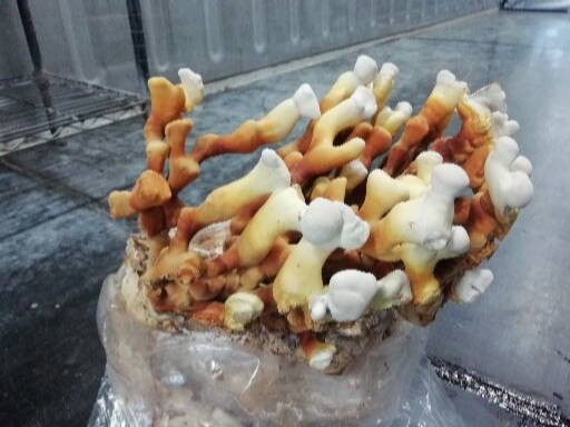 Mycéliums sur Grains Bio