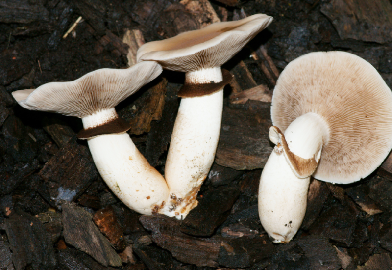 Cyclocybe aegerita Pioppino pholiote du peuplier