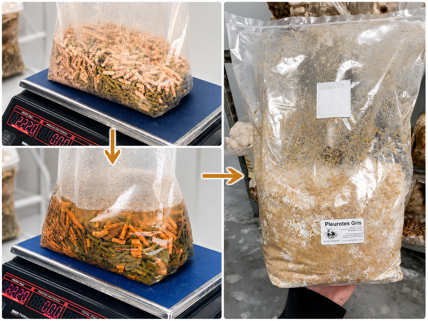DIY Kit Growing Guide