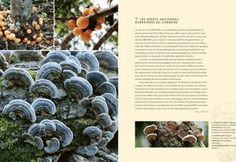 Psychedelic Mushrooms: Their Extraordinary Powers Over Health, the Mind, and the Planet