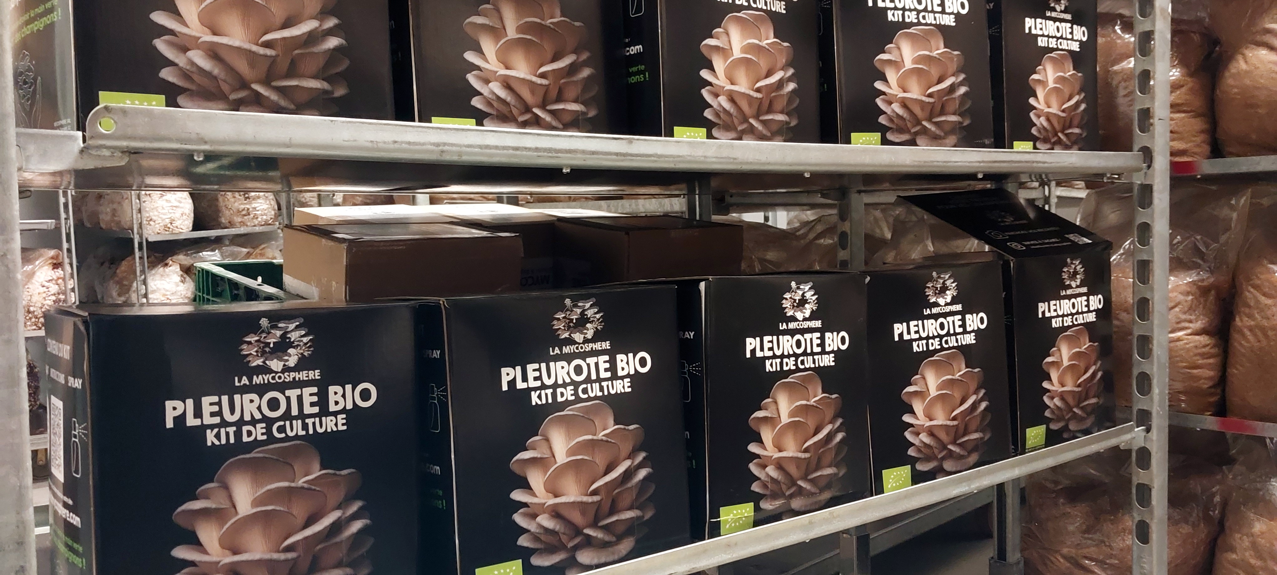 Kit Pleurote Prêt à Pousser