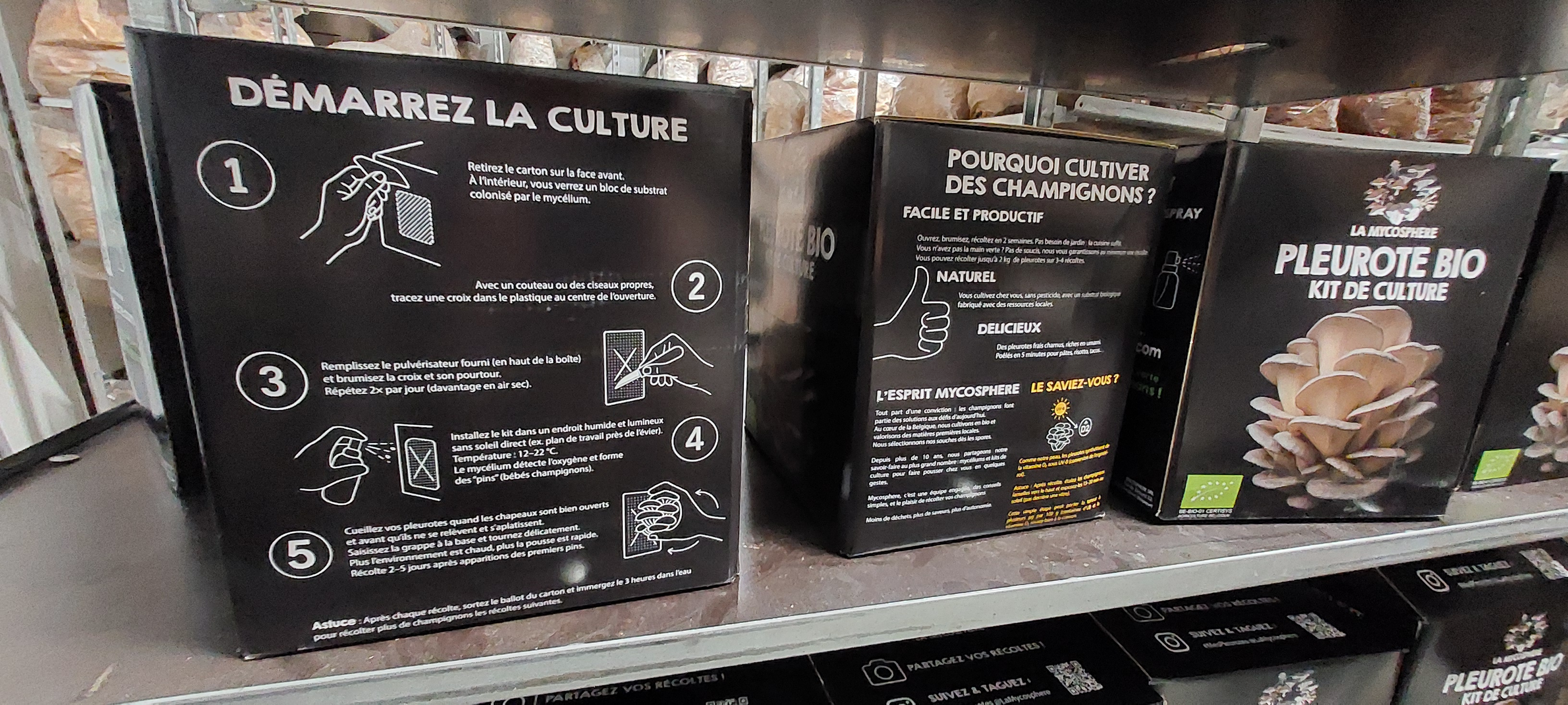 Kit Pleurote Prêt à Pousser