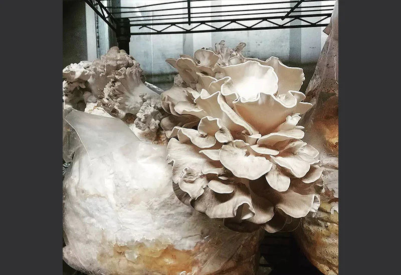 maitake prêt à être récolté