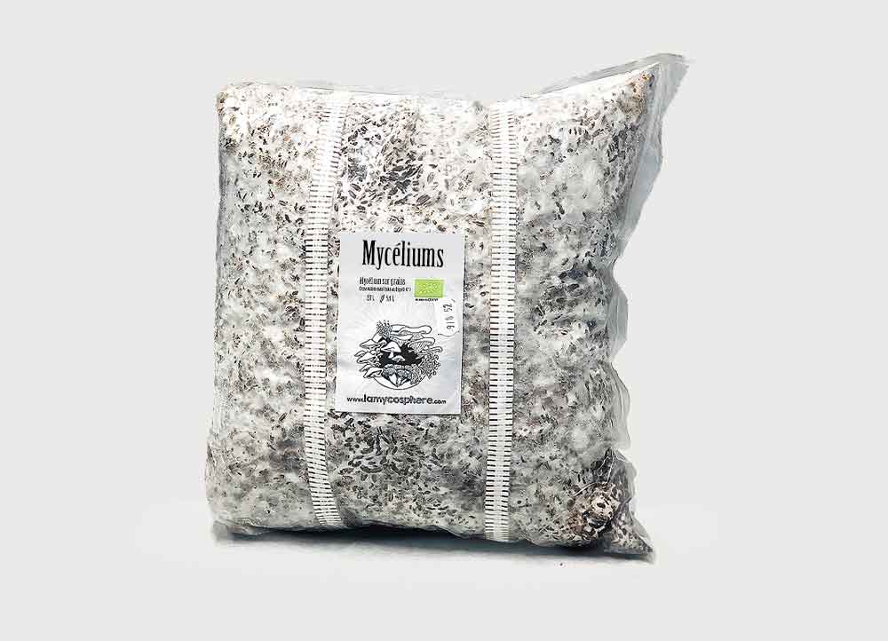 Mycélium sur grain