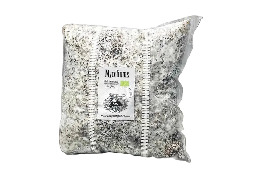 Mycélium sur grain