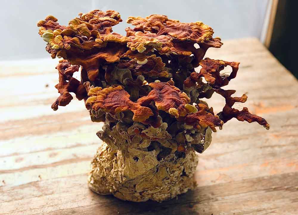 Ballot de Reishi, champignons prêts à pousser