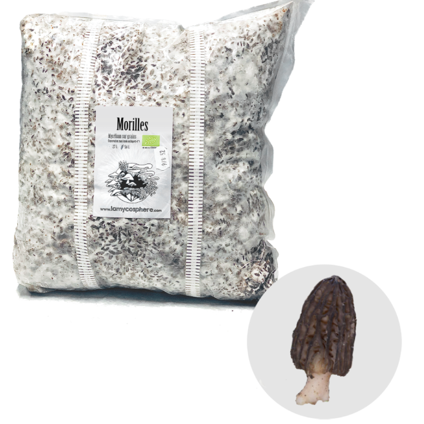 mycelium grains spawn morilles morchella importuna
