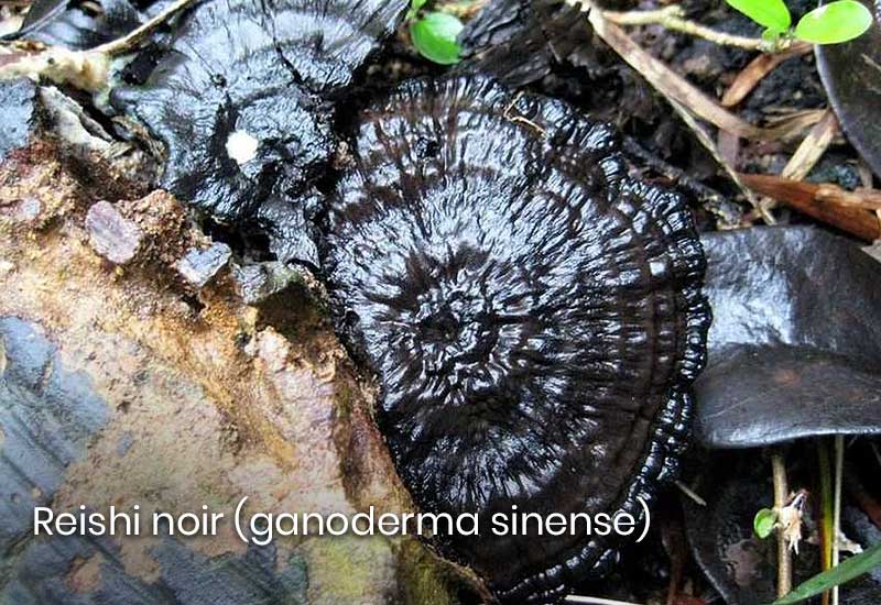 Reishi noir