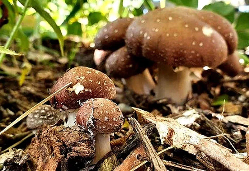 Mycéliums sur Grains Bio