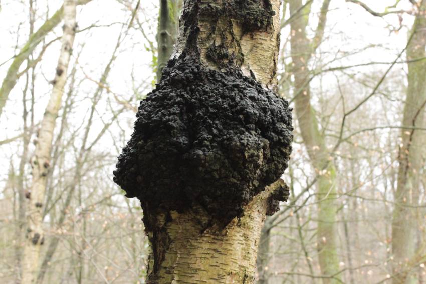 chaga sur bouleau