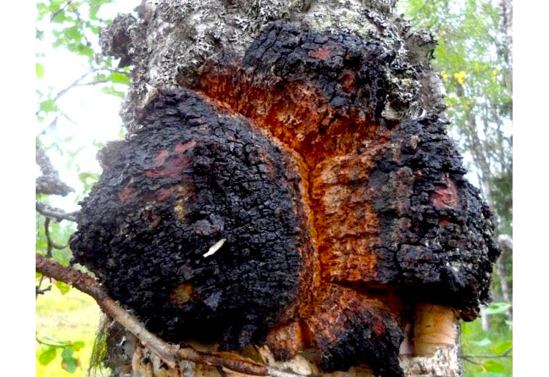 champignon chaga médicinal