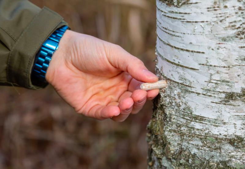 Chevilles de chaga plantée dans un bouleau