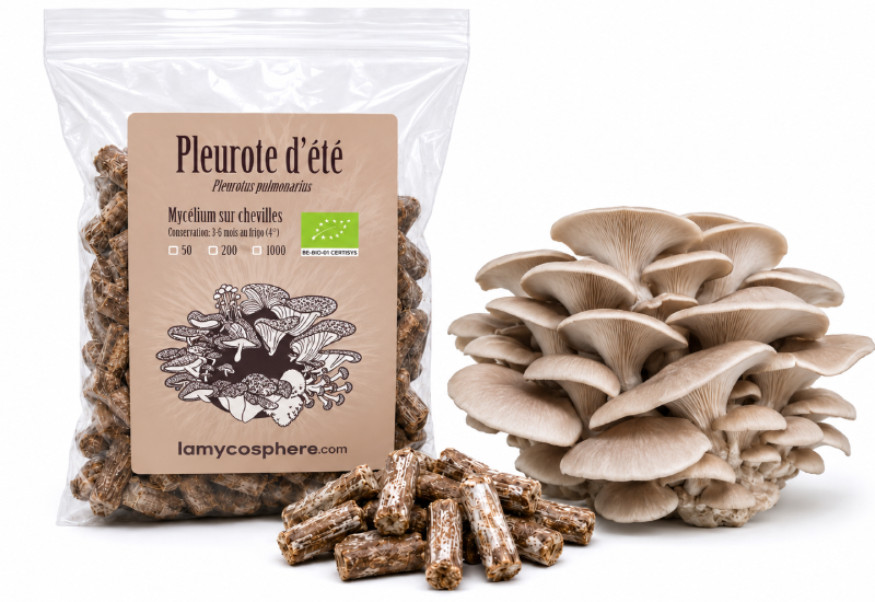 mycélium sur cheville de pleurotes d'été pulmonaire pour la culture de champignons sur bûches