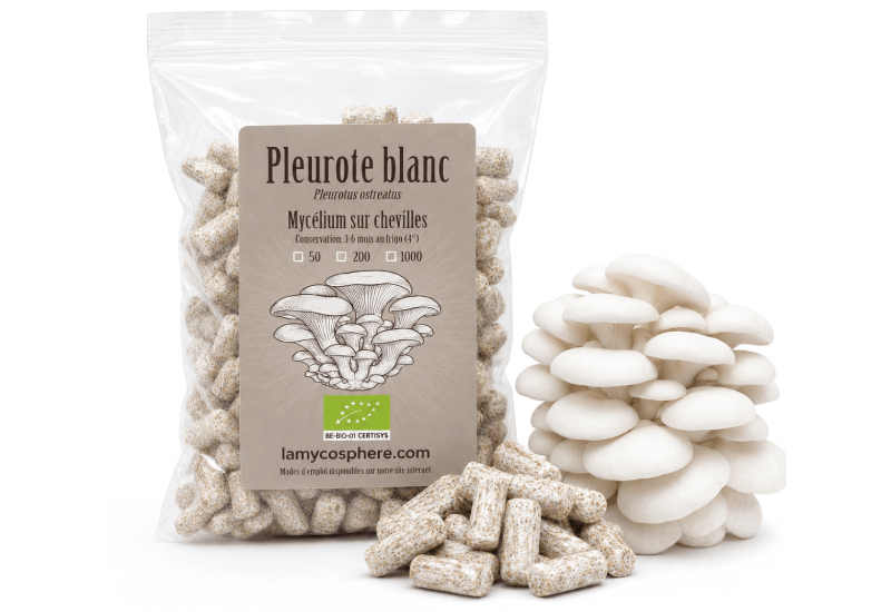 White oyster mushroom spawn for growing mushrooms on logs
