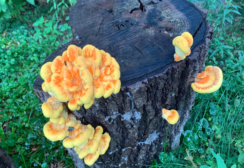 chicken of the woods how to grow on logs