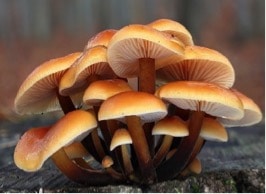 collybie à pieds veloutés