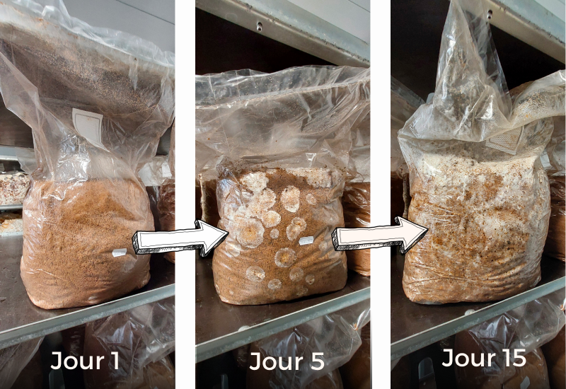 évolution du mycélium lors de l'incubation