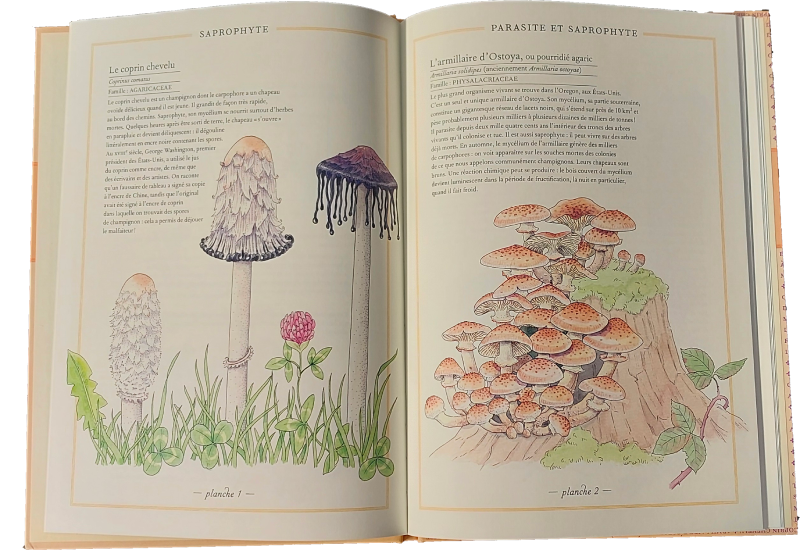 Contenu du Livre L'Inventaire Illustré des Champignons