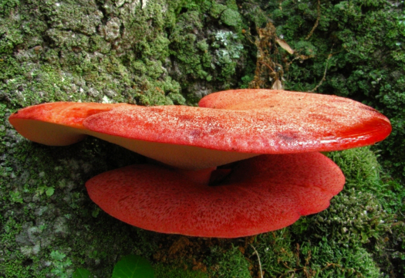 Champignon langue de boeuf