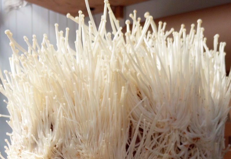 Bocaux Culture Liquide G1 250 ml