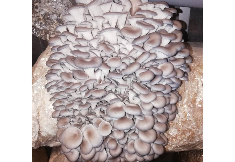 pleurote florida