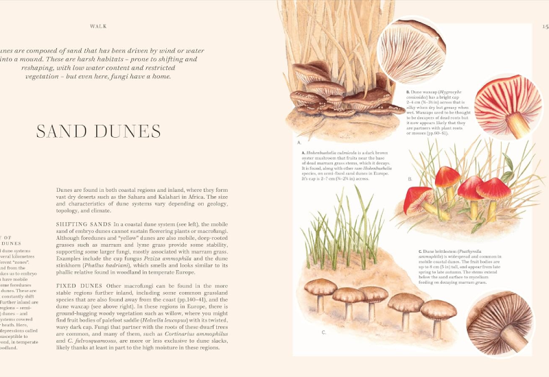 Book Fungi Boddy Lynne