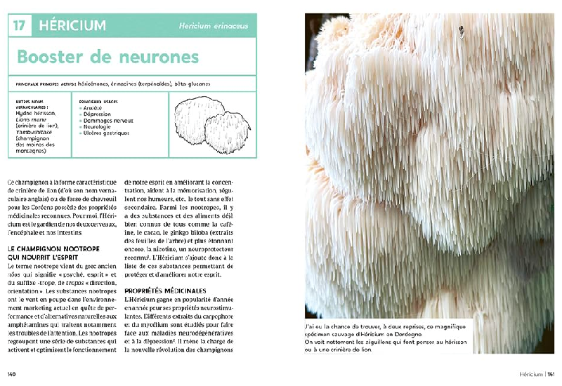 guide des champignons medicinaux lion's mane