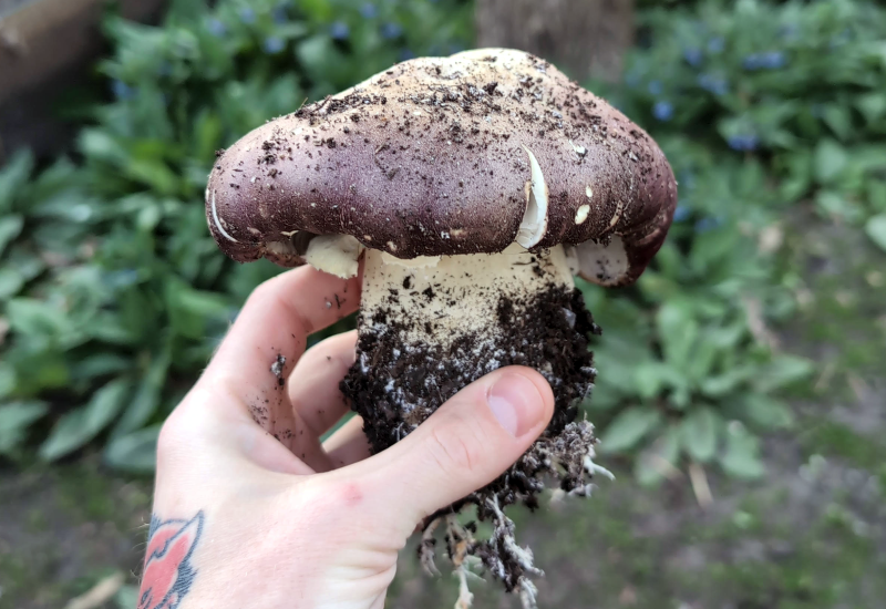 king stropharia gozilla mushroom
