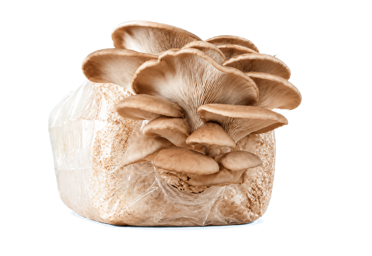 bundle of oyster mushrooms ready to grow