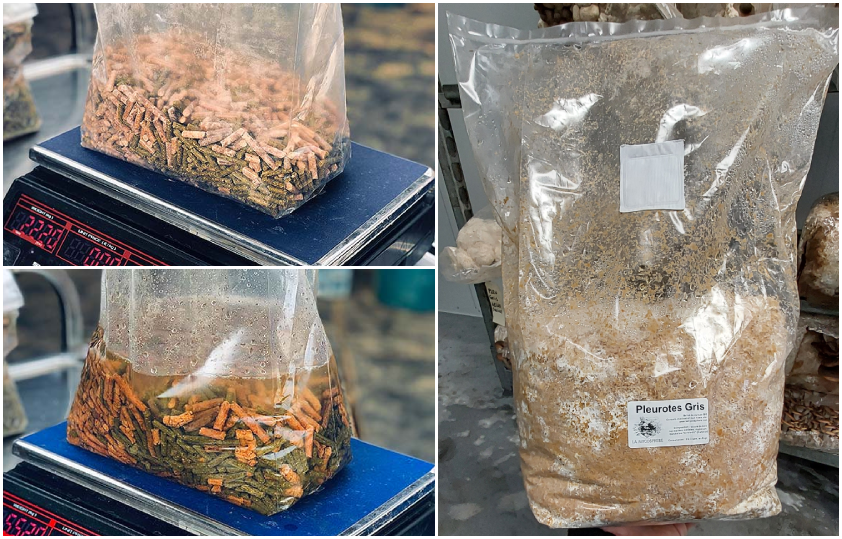 Kit DIY Oyster Mushrooms