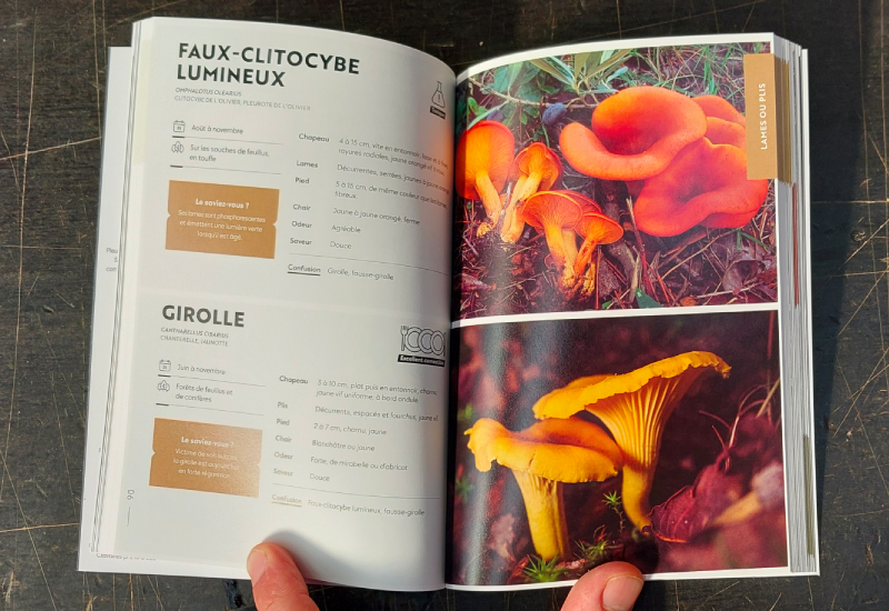 Livre le guide des champignons. Albin Michel