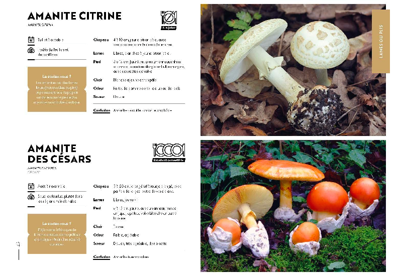 Livre le guide des champignons. Albin Michel