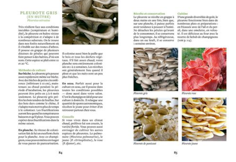 Cultiver ses champignons — En planche, en seau, sur bûche