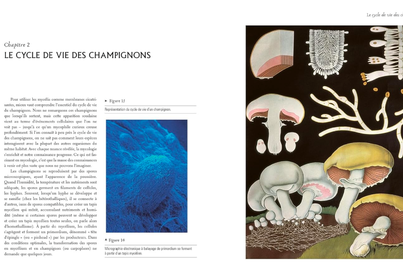 Les champignons vont sauver le monde: Les pouvoirs insoupçonnés du mycelium
