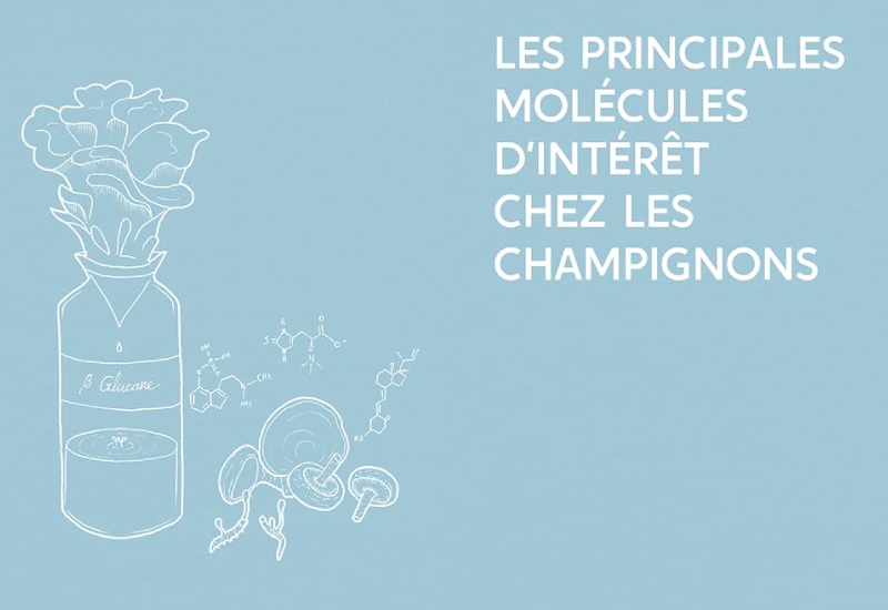 guide des champignons medicinaux molécule
