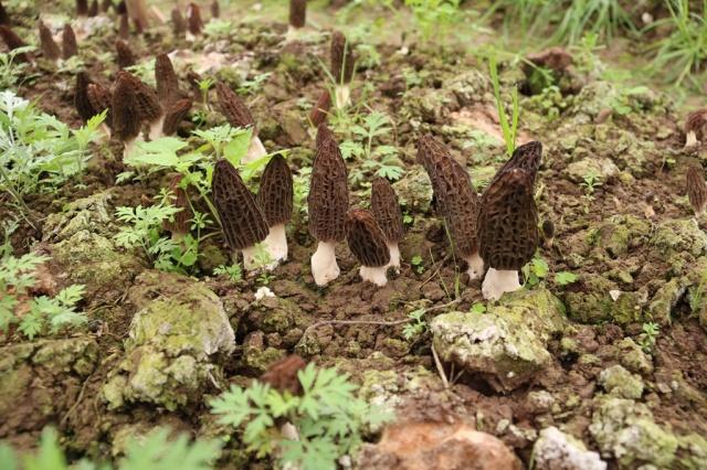 morilles