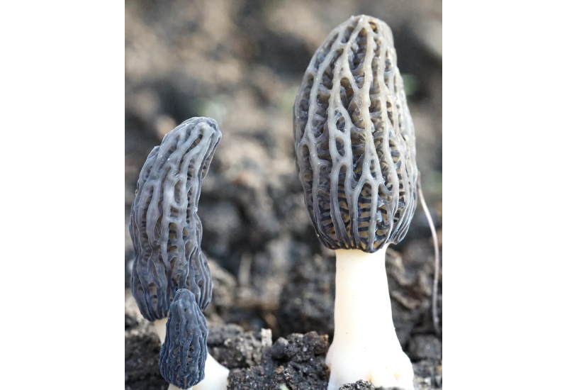 PRE-ORDER: Mycelium on Organic Morel Grains