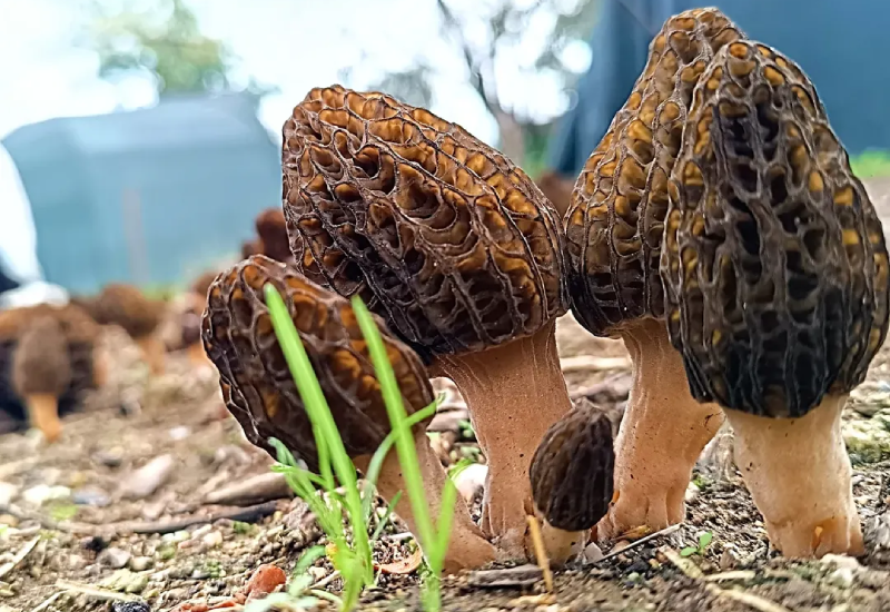 PRE-ORDER: Mycelium on Organic Morel Grains