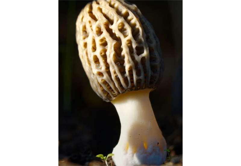 PRE-ORDER: Mycelium on Organic Morel Grains